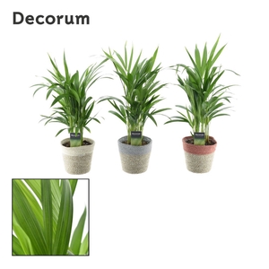 Collectie Soft Illusion - Dypsis in mand Jelle (Decorum)