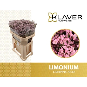 Limonium Safora Oshi Pink Klaver