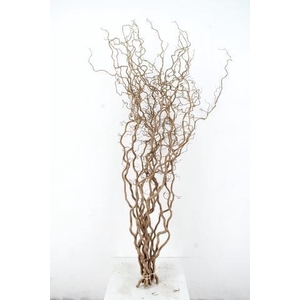 CORYL AV CONTORTA 2 JARIG 160CM