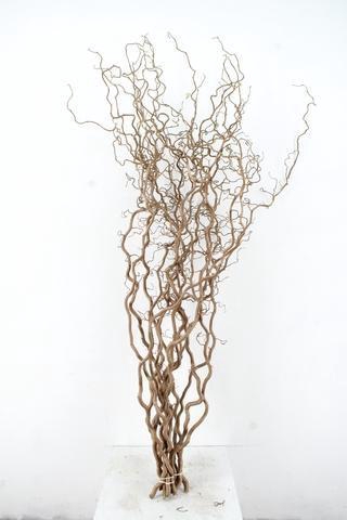 <h4>CORYL AV CONTORTA 2 JARIG 160CM</h4>