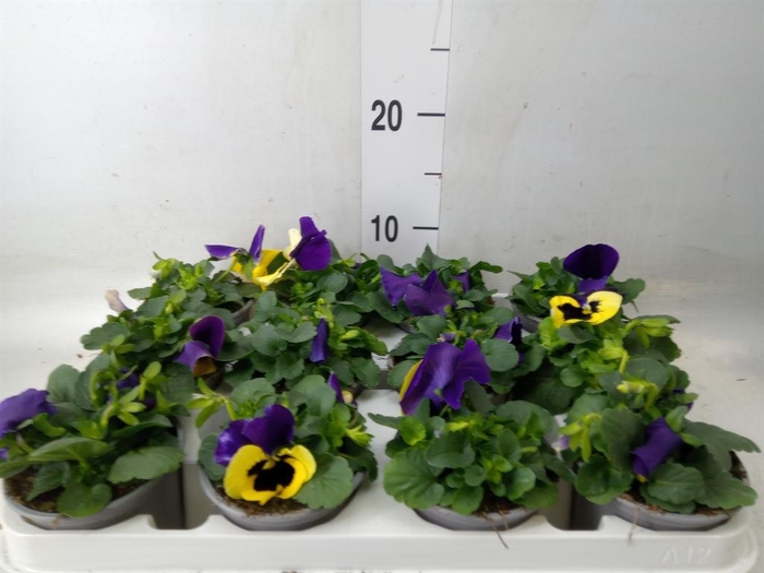 <h4>Viola wr. 'Evo Yellow Duet'</h4>