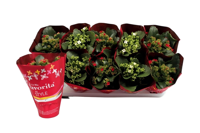 <h4>Kalanchoe favorita red & white mix in christmas sl</h4>