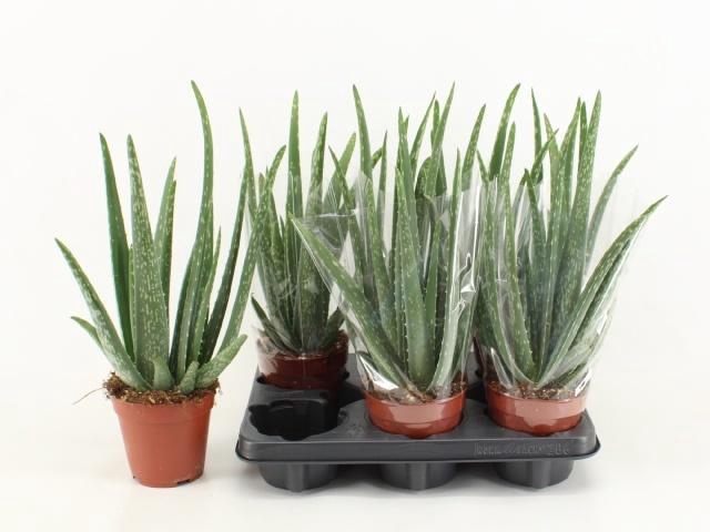 <h4>ALOE VERA</h4>