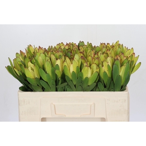 Leucadendron Goldstrike