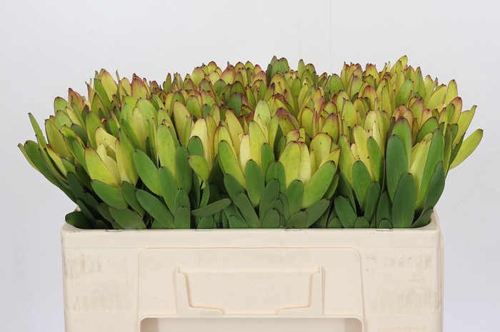 <h4>Leucadendron Goldstrike</h4>