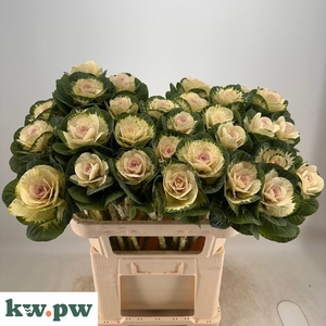 BRASS EMPIRE AGATHAN