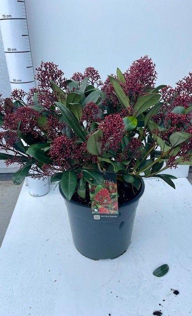 <h4>SKIM J RUBELLA</h4>