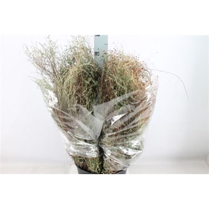Thym Falso Wild 500 Gram