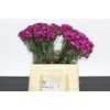 Dianthus Br Amazon Neon Cherry