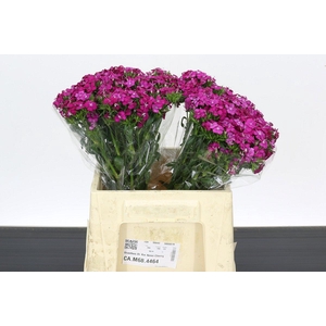 Dianthus Br Amazon Neon Cherry