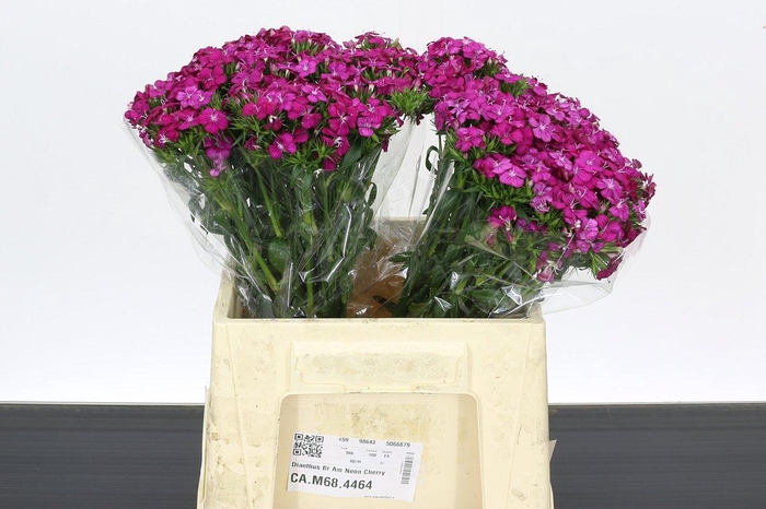 <h4>Dianthus Br Amazon Neon Cherry</h4>