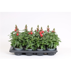 Antirrhinum Majus oranje