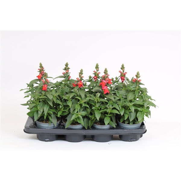 <h4>Antirrhinum Majus oranje</h4>