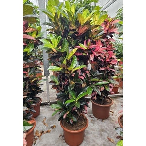 Codiaeum Mrs Iceton