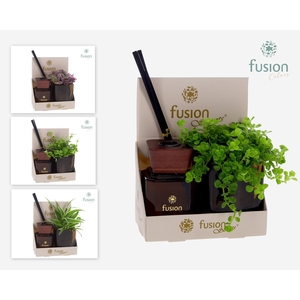 Fusion Scentsglazen gift set met Groene planten