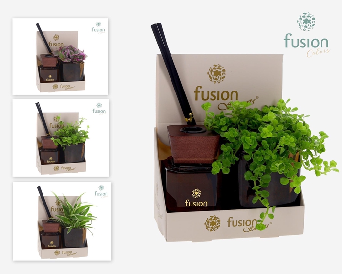 <h4>Fusion Scentsglazen gift set met Groene planten</h4>