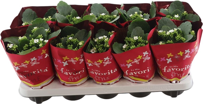 <h4>Kal B Ge C Menzel</h4>