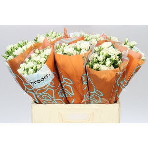 Rosa Tr Jeanine