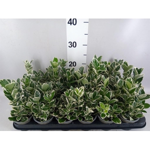 Euonymus japon. 'Kathy'