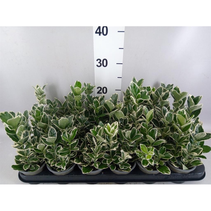 <h4>Euonymus japon. 'Kathy'</h4>