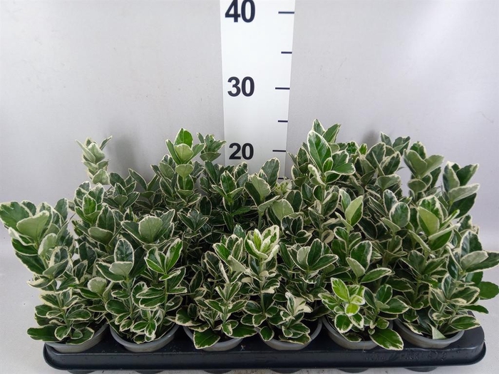 Euonymus japon. 'Kathy'