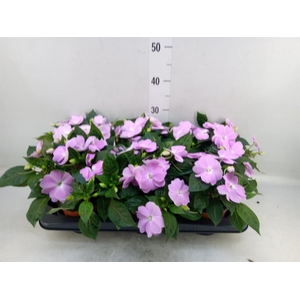Impatiens NG 'ColPow Lavender Flam'