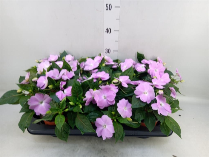 <h4>Impatiens NG 'ColPow Lavender Flam'</h4>