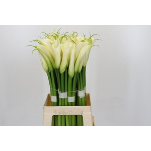 Zantedeschia Eydolls White