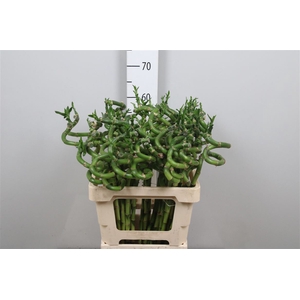Drac Lucky Bamboo 060cm