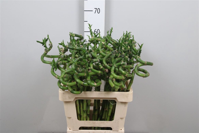<h4>Drac Lucky Bamboo 060cm</h4>