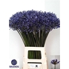Agapanthus Dr.brouwer