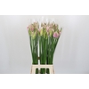 Nerine Berenice