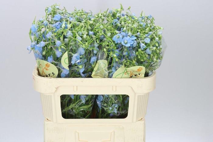 <h4>Delph En Ballkleid</h4>