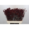Anigozanthos Bush Ruby