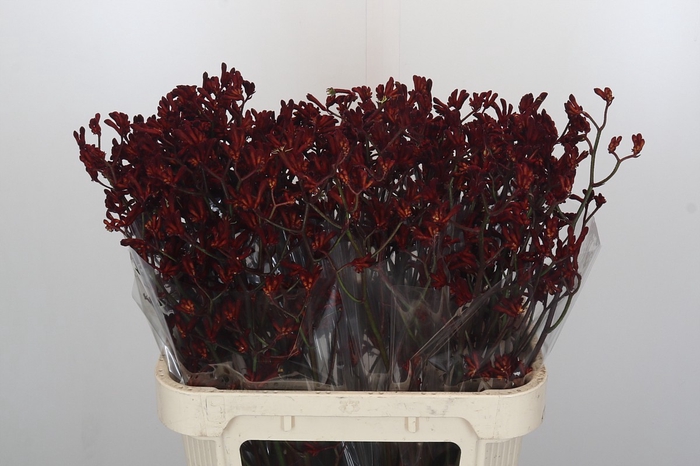 <h4>Anigozanthos Bush Ruby</h4>