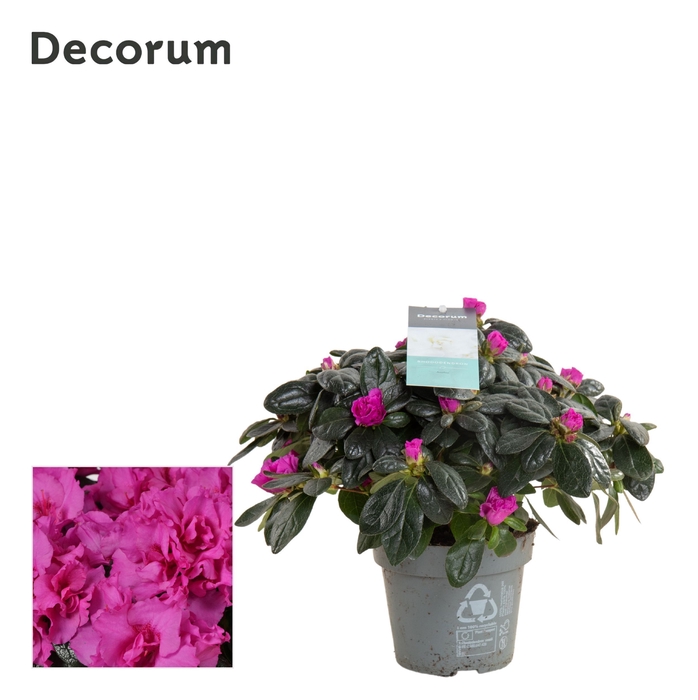 <h4>Azalea 13 cm Paars - Decorum</h4>