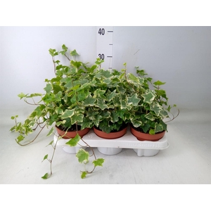 Hedera helix 'Mona Lisa'