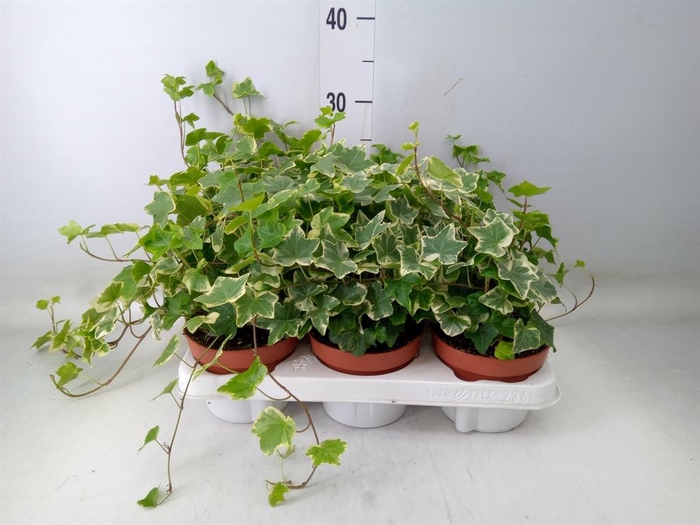 <h4>Hedera helix 'Mona Lisa'</h4>