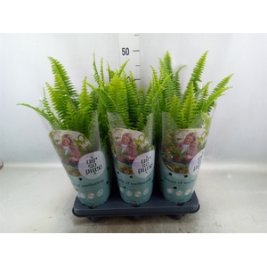 Nephrolepis exal. 'Green Lady'