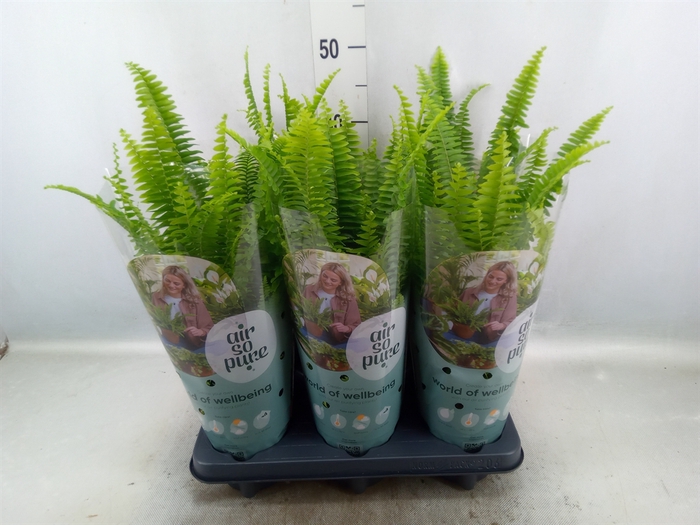 Nephrolepis exal. 'Green Lady'