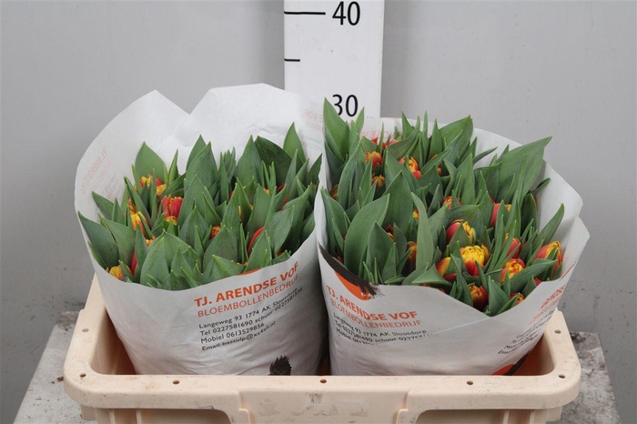 <h4>Tu Du Cilesta</h4>