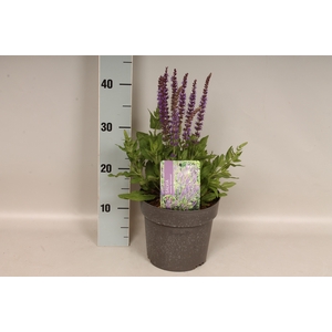 Vaste planten 19 cm  Salvia nem. Ostfriesland