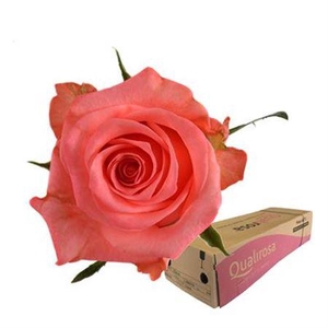 R Gr Sankara -in box