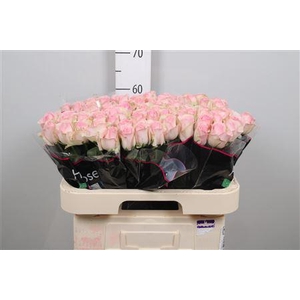 R Gr Avalanche Sorb+