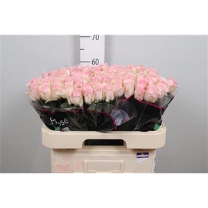 R Gr Avalanche Sorb+