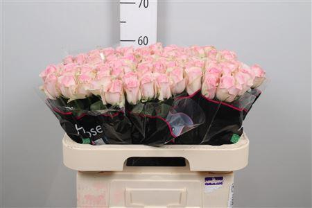 <h4>R Gr Avalanche Sorb+</h4>