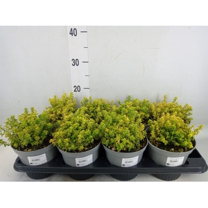 Thymus citriodorus 'Aureus'