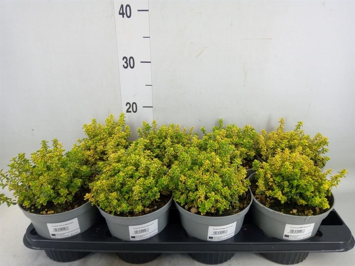 <h4>Thymus citriodorus 'Aureus'</h4>
