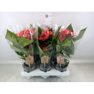 Anthurium andr. 'Esudo'