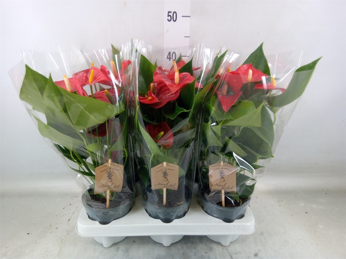 <h4>Anthurium andr. 'Esudo'</h4>
